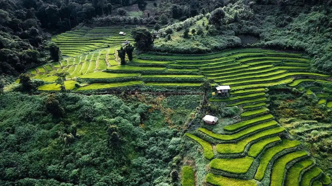 Rice terraces stepping down a hillside, seen from the air